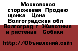  Московская сторожевая  Продаю щенка › Цена ­ 15 000 - Волгоградская обл., Волгоград г. Животные и растения » Собаки   